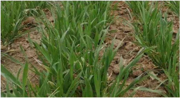 抓住中医药振兴发展的好抓手